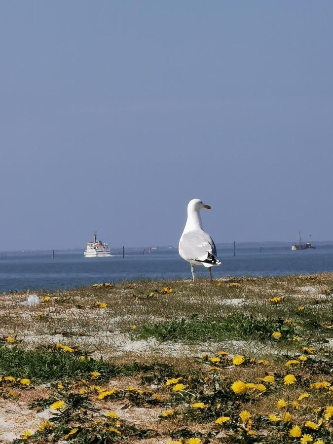 Kleinaberfein An Der Nordseekueste Schweindorf Εξωτερικό φωτογραφία